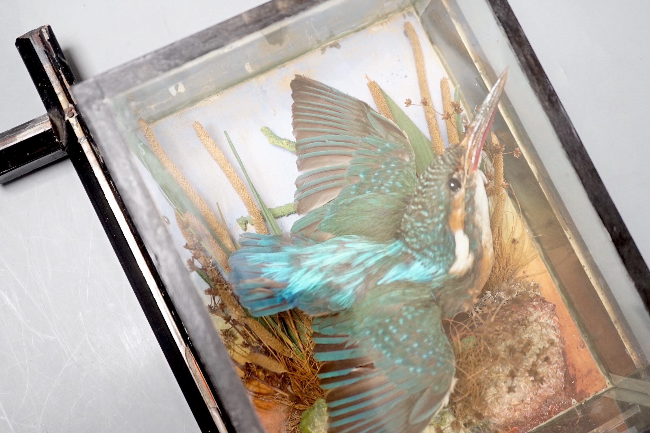 A Victorian taxidermy kingfisher in flight in wooden glazed case, attributed to W.B. Griggs of Manor Park, London - 21 x 16.5cm